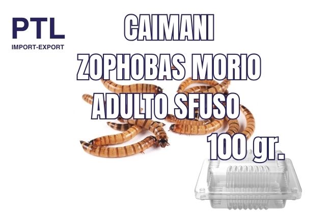 CAIMANI-ZOPHOBAS M - ADULTO SFUSO - 100 GR_CONFEZ